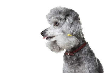 Image showing small gray poodle