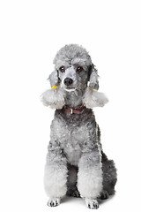 Image showing small gray poodle