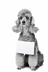 Image showing gray poodle dog with tablet for your text