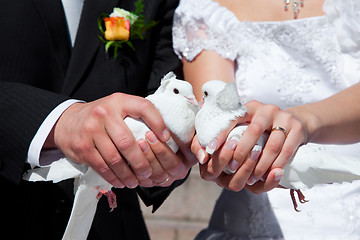 Image showing Wedding pigeons