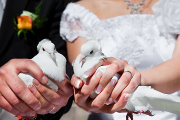 Image showing Wedding pigeons