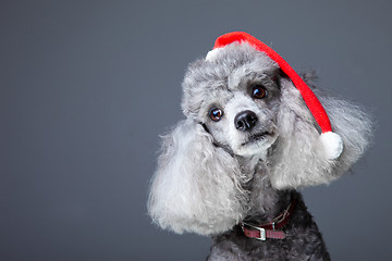 Image showing small gray poodle with red christmas cap