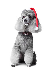 Image showing Christmas poodle dog