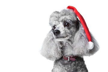 Image showing small gray poodle with red christmas cap