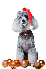 Image showing small gray poodle with christmas decoration