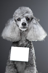 Image showing gray poodle dog with tablet for your text