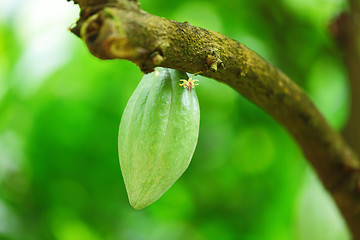 Image showing Cocoa pods