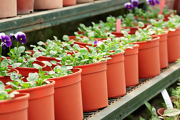 Image showing potted plants