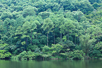 Image showing lake with wood