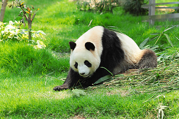 Image showing panda