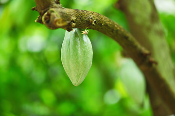 Image showing Cocoa pods