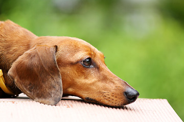 Image showing dachshund dog