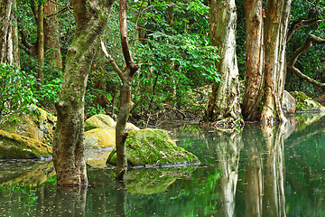 Image showing tree in water