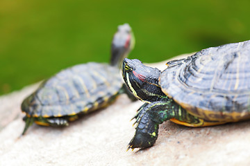 Image showing turtle