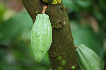 Image showing Cocoa pods