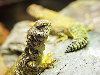 Image showing lizard