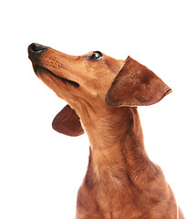 Image showing dachshund looking to top