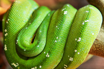 Image showing green snake