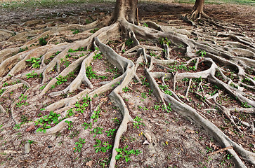 Image showing tree root