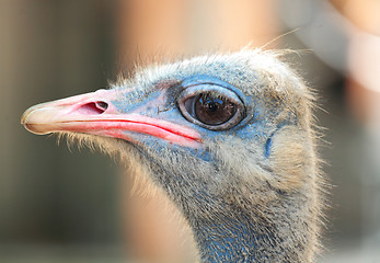 Image showing ostrich bird