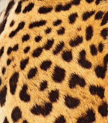 Image showing Real Leopard Skin