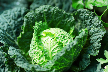 Image showing vegetable in field