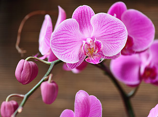 Image showing Beautiful purple orchid