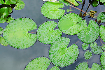 Image showing lotus leaf