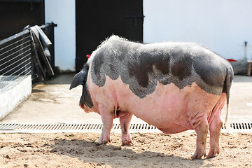 Image showing pig