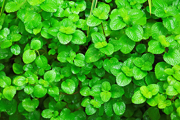 Image showing Green leaves