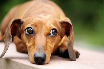 Image showing dachshund dog in park