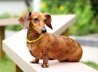 Image showing dachshund dog in park