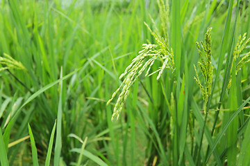 Image showing green paddy rice