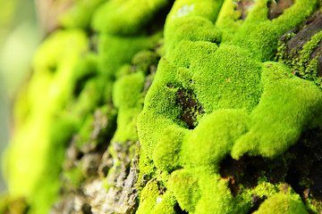 Image showing moss