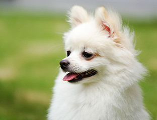 Image showing white pomeranian dog