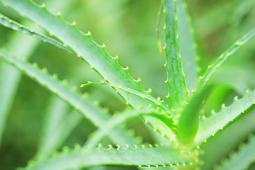 Image showing Aloe Vera