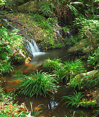 Image showing water spring in jungle