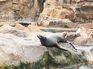 Image showing sea lion