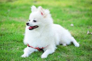 Image showing white pomeranian dog