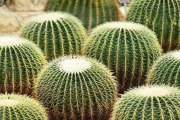 Image showing Cactus in Desert