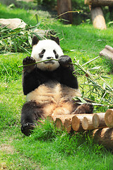 Image showing panda