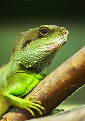 Image showing green iguana on tree branch