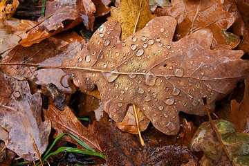 Image showing Fallen Leaves