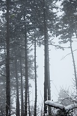 Image showing Winter Forest