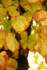 Image showing Autumn Leaves