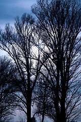 Image showing Leafless Trees