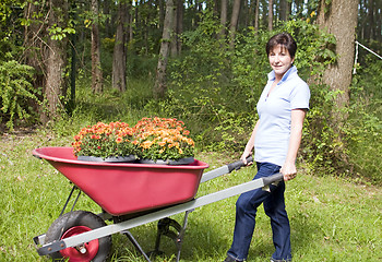 Image showing  middle age senior woman gardening wheel barrow chrysanthemums 