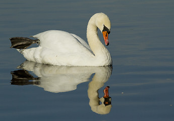 Image showing Muted Swan