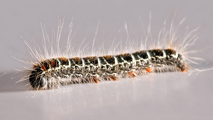 Image showing caterpillar