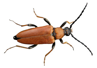 Image showing Brown Beetle